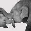  L'amour de la mère et l'enfant, les éléphants câlins sur Rietje Bulthuis