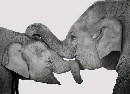 Liefde van moeder en kind, knuffelende olifanten. Zwart wit.