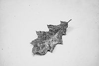 Leaf Art Macro Photography Black and White
