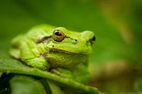 Herr Frosch