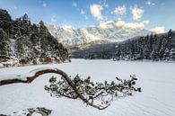 Kiefer am Eibsee im Winter von Michael Valjak Miniaturansicht