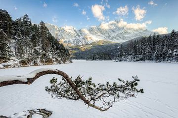 Pijnboom op de Eibsee in de winter van Michael Valjak