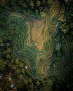 Drone foto van de Tegalalang rijstvelden op Bali van Thea.Photo thumbnail