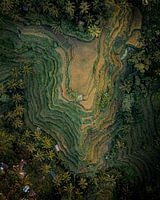 Drone foto van de Tegalalang rijstvelden op Bali