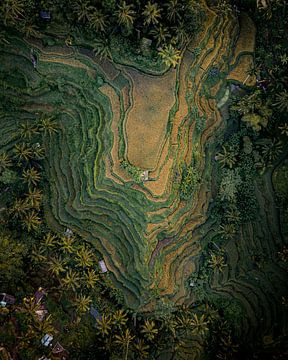 Drohnenaufnahme der Tegalalang-Reisfelder auf Bali von Thea.Photo