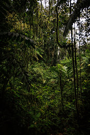 Costa Rica – wo Natur, Abenteuer und pure Schönheit aufeinander treffen