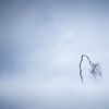 The lonely tree by Sven Broeckx