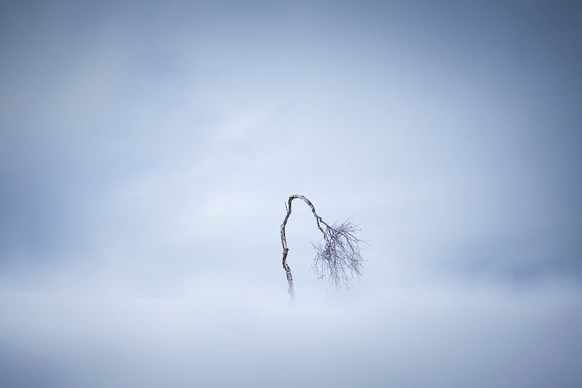 Het eenzame boompje van Sven Broeckx
