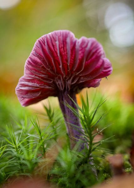 Amethyst fungus by Anita van Gendt