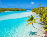 Hanging palm tree