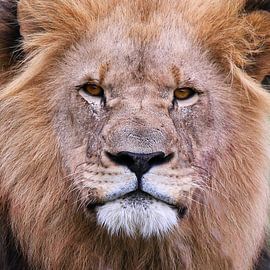 L I O N . K I N G by Thomas Herzog