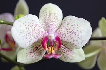 Orchideeën van Rijk van de Kaa