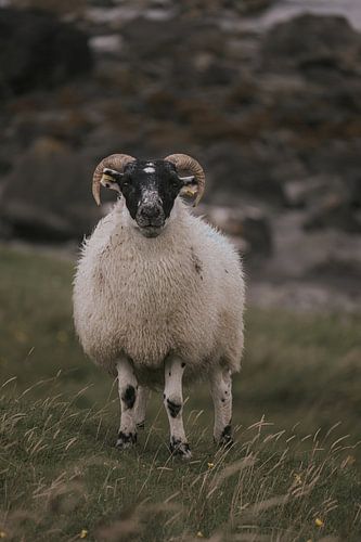 Harmonie des Jahrhunderts: Schafe in der Wildnis von Skye