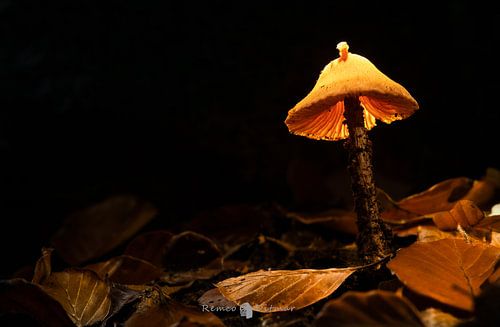 illuminated mushroom