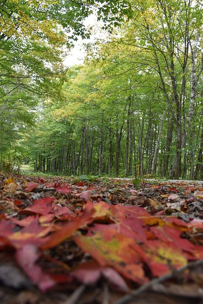 A country road in autumn by Claude Laprise