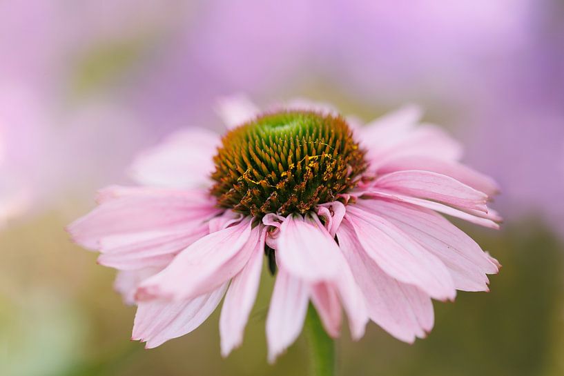 Echinacea Sunseekers 'blush' - Fermer par Dagmar Hijmans