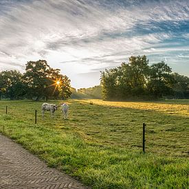 Cows at sunrise panorama von John Bouma