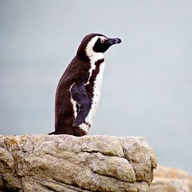 Un pingouin avec une vision sur Guy Florack