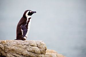 Pinguin von Guy Florack