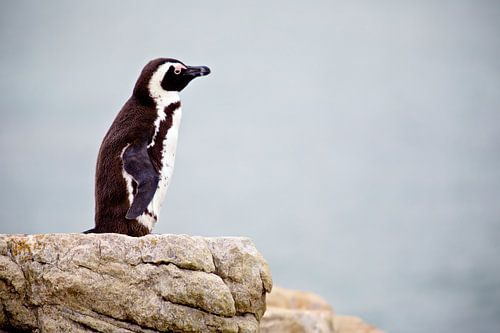 Penguïn met een visie van Guy Florack