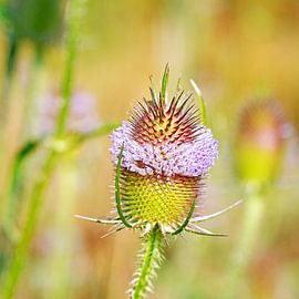 Wilde kaardenbol, Dipsacus fullonum