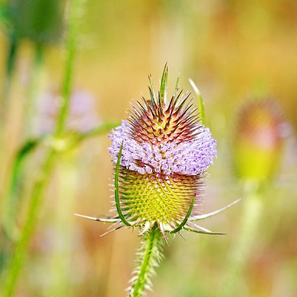 Wilde kaardenbol, Dipsacus fullonum van Michael Schuppich