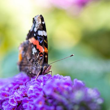 Schmetterling von Evelyne Renske