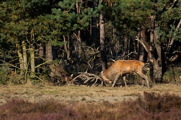 Gevecht sur Evert Jan Kip