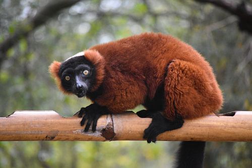 Maki erschreckt beim Essen