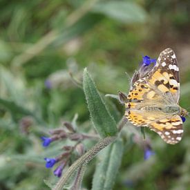 Schmetterling Distelfalter sonnt sich auf einer Blüte von Karsten Mücke