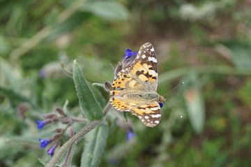 Schmetterling Distelfalter sonnt sich auf einer Blüte