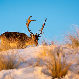 Deer in the snow in Zandvoort by Jessica Brouwer