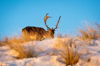 Hert in de sneeuw in Zandvoort