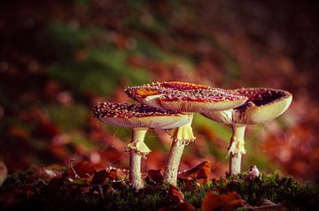 Three of a kind by Tvurk Photography