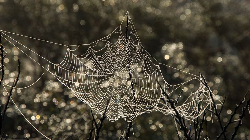 Spinneweb by Yvonne van der Meij
