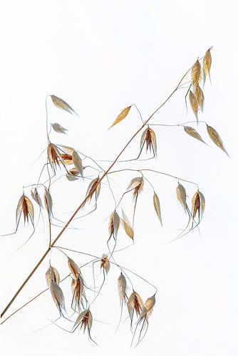 Ornamental wild oats by Hanneke Luit
