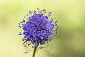 Klene fleur pourpre sur fond vert clair