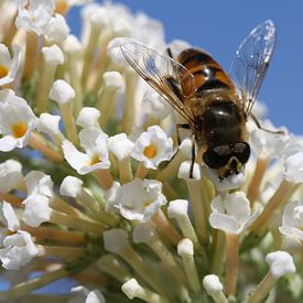 Bee-ing there von Lisette Tegelberg - Zegwaard