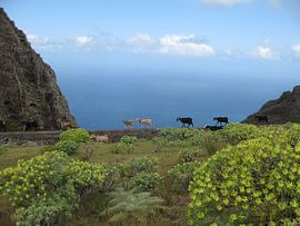 Geiten von Adrie Berg