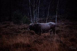 Grey cow between the heather by Tina Linssen
