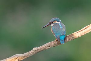 Ijsvogel sur Jan Heijmans