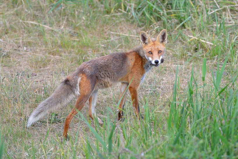 Red fox hunting by Karin Jähne