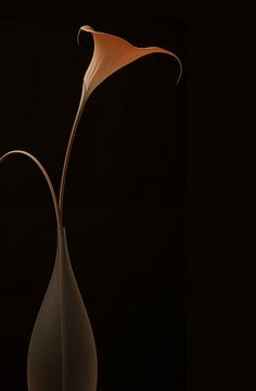 The Subtle Beauty of the Calla