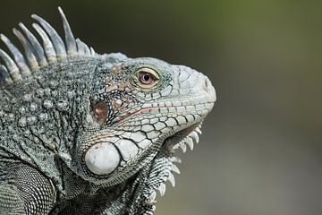Head of iguana by Elbert-Jan Achterberg