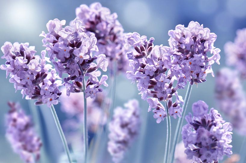 Lavender by Violetta Honkisz