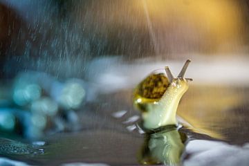 Snail head on by Willian Goedhart