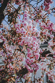 Spring Glow – A Sea of Pink Blossoms by The Hazel Perspective