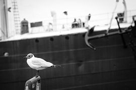 Tierischer Hafenbewohner van Bernd Garbers