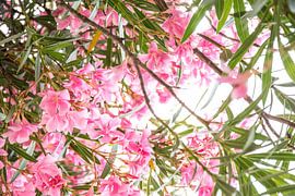 Pink tropical flowers on a sunny day by Iris Koopmans