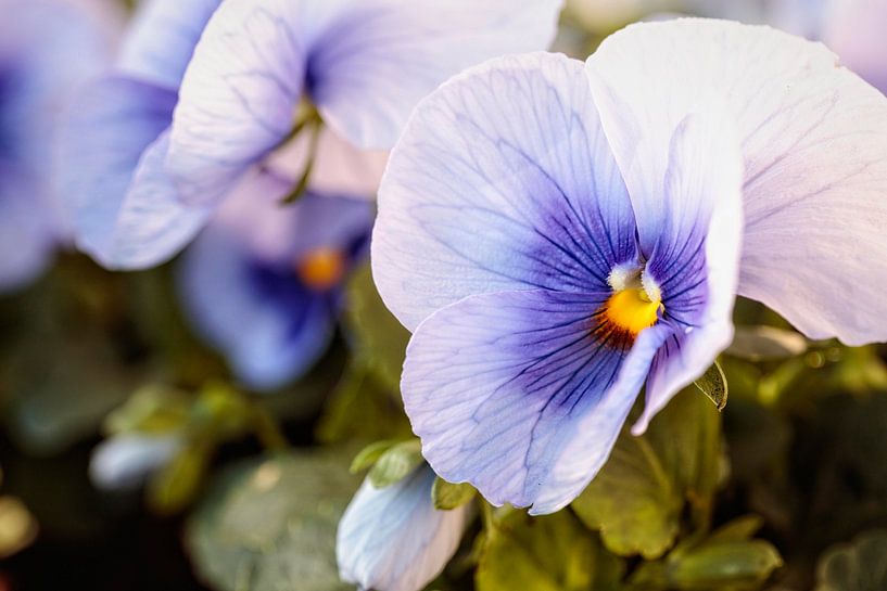 Stiefmütterchen von Rob Boon